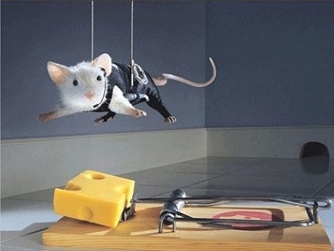 Breaking News: Mice are Cool, Check out the Smartest and the Cutest right here